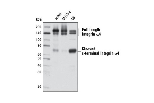  Image 12: Microglia LPS-Related Module Antibody Sampler Kit