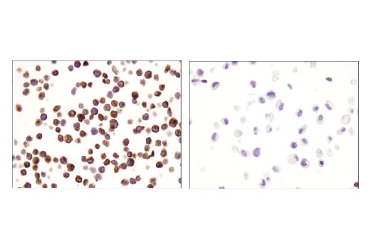  Image 61: Human Immune Cell Phenotyping IHC Antibody Sampler Kit