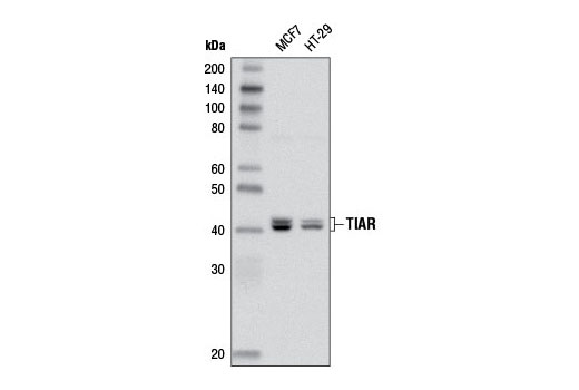 Western Blotting Image 1: TIAR (D32D3) XP® Rabbit mAb