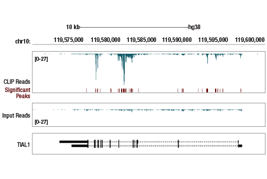 eCLIP Image 1: TIAR (D32D3) XP® Rabbit mAb