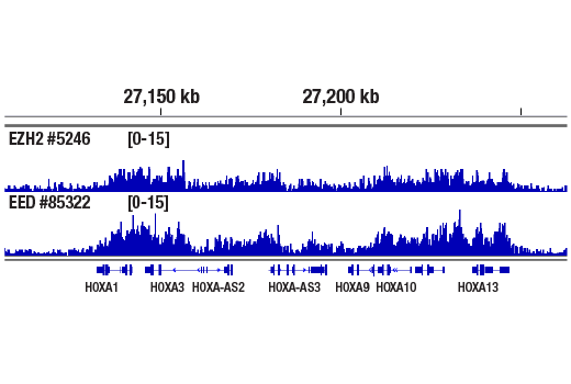 Chromatin Immunoprecipitation Image 1: EED (E4L6E) XP® Rabbit mAb