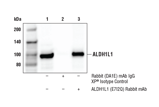  Image 19: Astrocyte Markers Antibody Sampler Kit