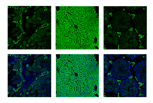  Image 24: Astrocyte Markers Antibody Sampler Kit