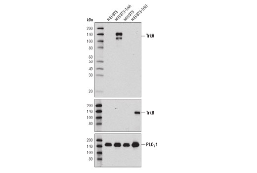 Western Blotting Image 1: TrkA (12G8) Rabbit mAb (BSA and Azide Free)