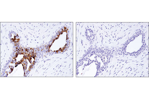 Immunohistochemistry Image 2: TrkA (12G8) Rabbit mAb (BSA and Azide Free)