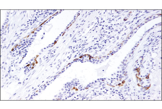 Immunohistochemistry Image 3: TrkA (12G8) Rabbit mAb (BSA and Azide Free)