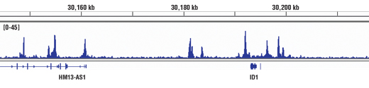  Image 39: TGF-β Fibrosis Pathway Antibody Sampler Kit