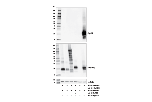 Western Blotting Image 1: Ly-6G (E6Z1T) Rabbit mAb