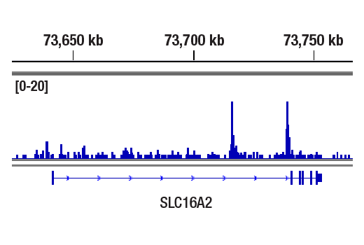 CUT and RUN Image 1: Nanog (D2A3) XP® Rabbit mAb