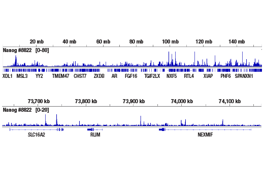 CUT and RUN Image 2: Nanog (D2A3) XP® Rabbit mAb