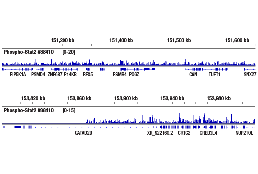  Image 26: IFN (Type I/III) Signaling Pathway Antibody Sampler Kit