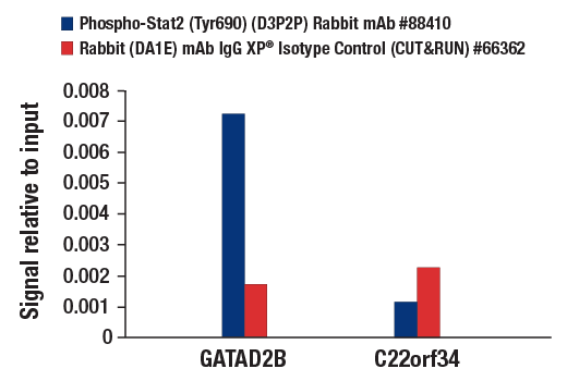 Image 35: IFN (Type I/III) Signaling Pathway Antibody Sampler Kit