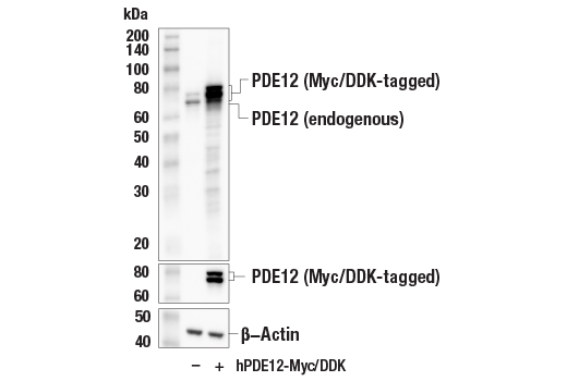 Western Blotting Image 4: PDE12 (E2V7J) Rabbit mAb