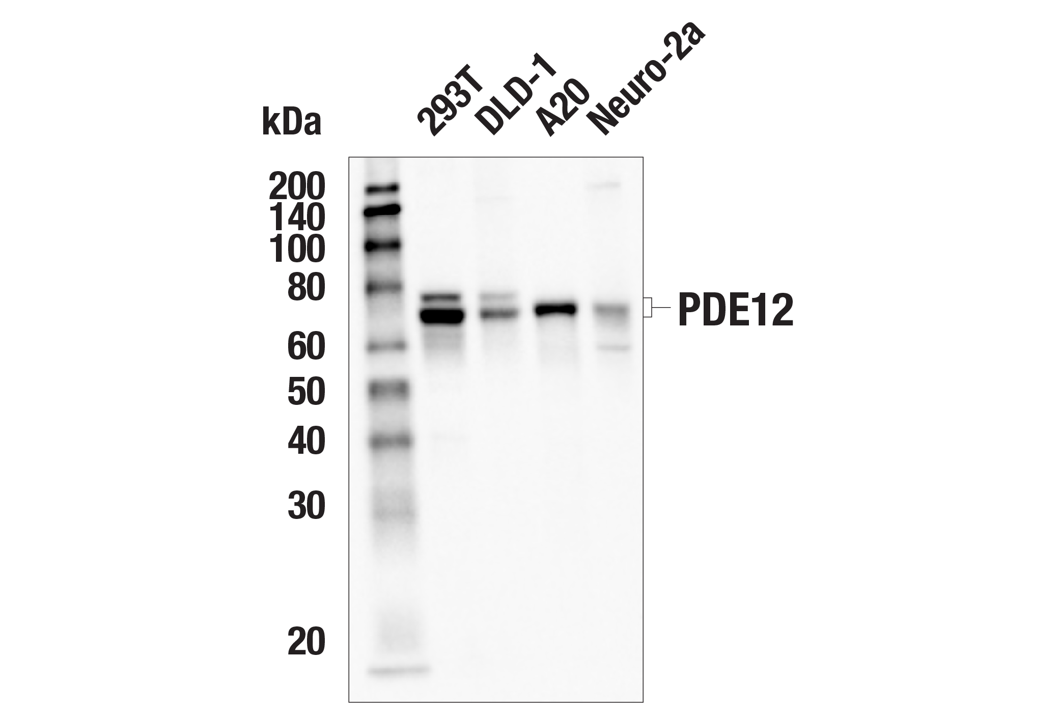 Western Blotting Image 2: PDE12 (E2V7J) Rabbit mAb