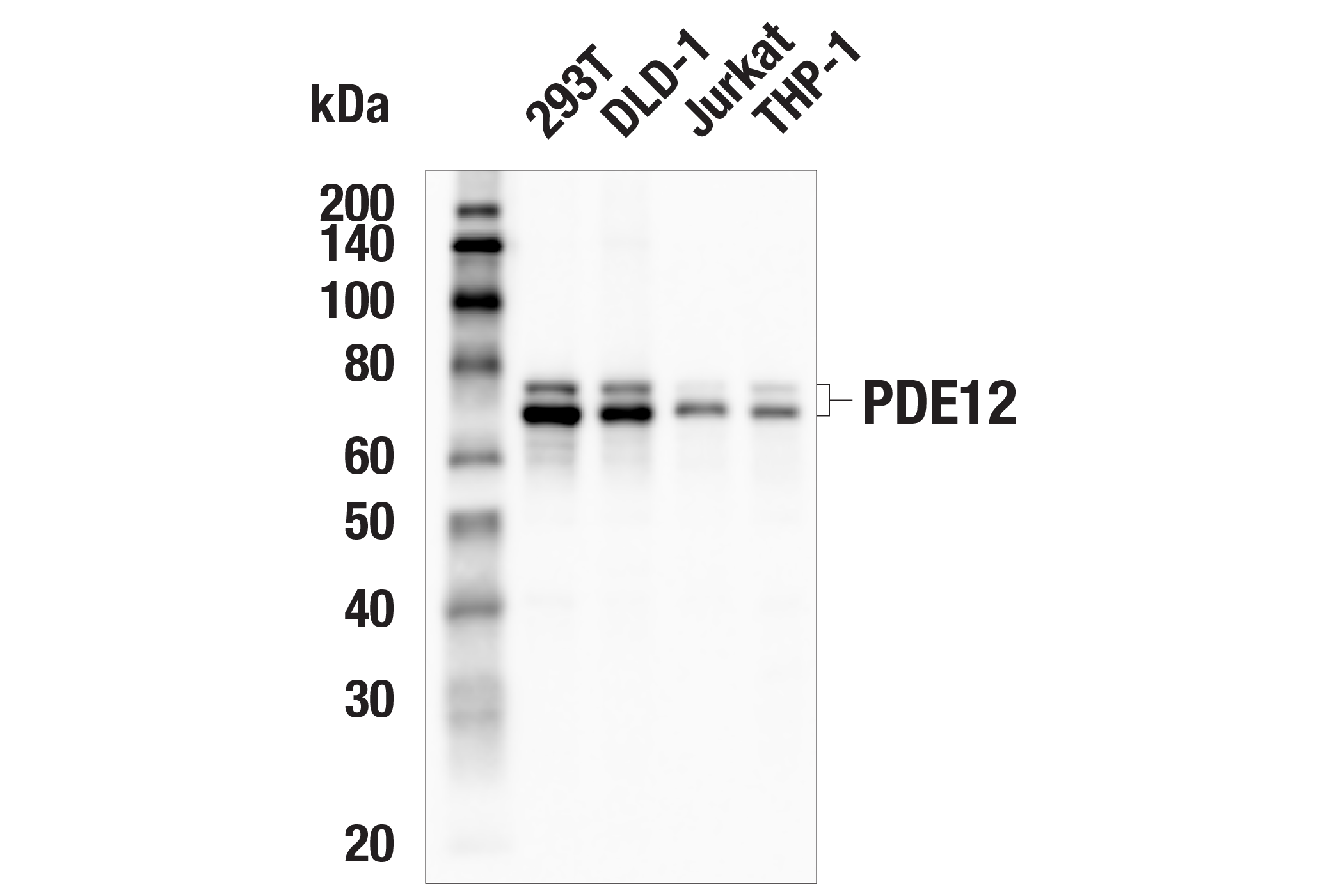  Image 9: OAS/RNase L Pathway Antibody Sampler Kit