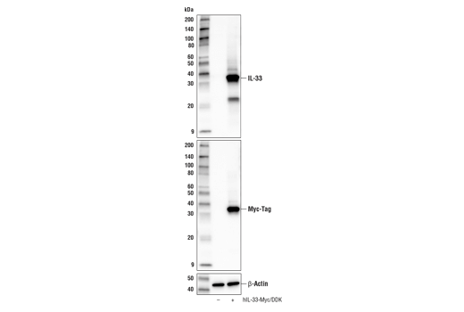 Western Blotting Image 1: IL-33 (E2T5L) Rabbit mAb