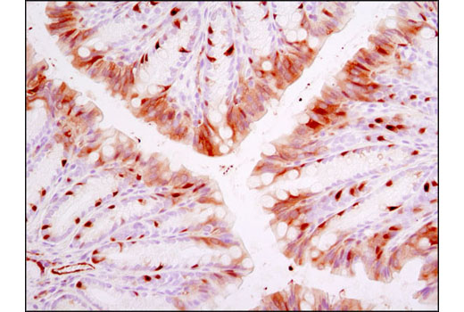 Immunohistochemistry Image 1: Phospho-NDRG1 (Thr346) (D98G11) XP® Rabbit mAb (BSA and Azide Free)