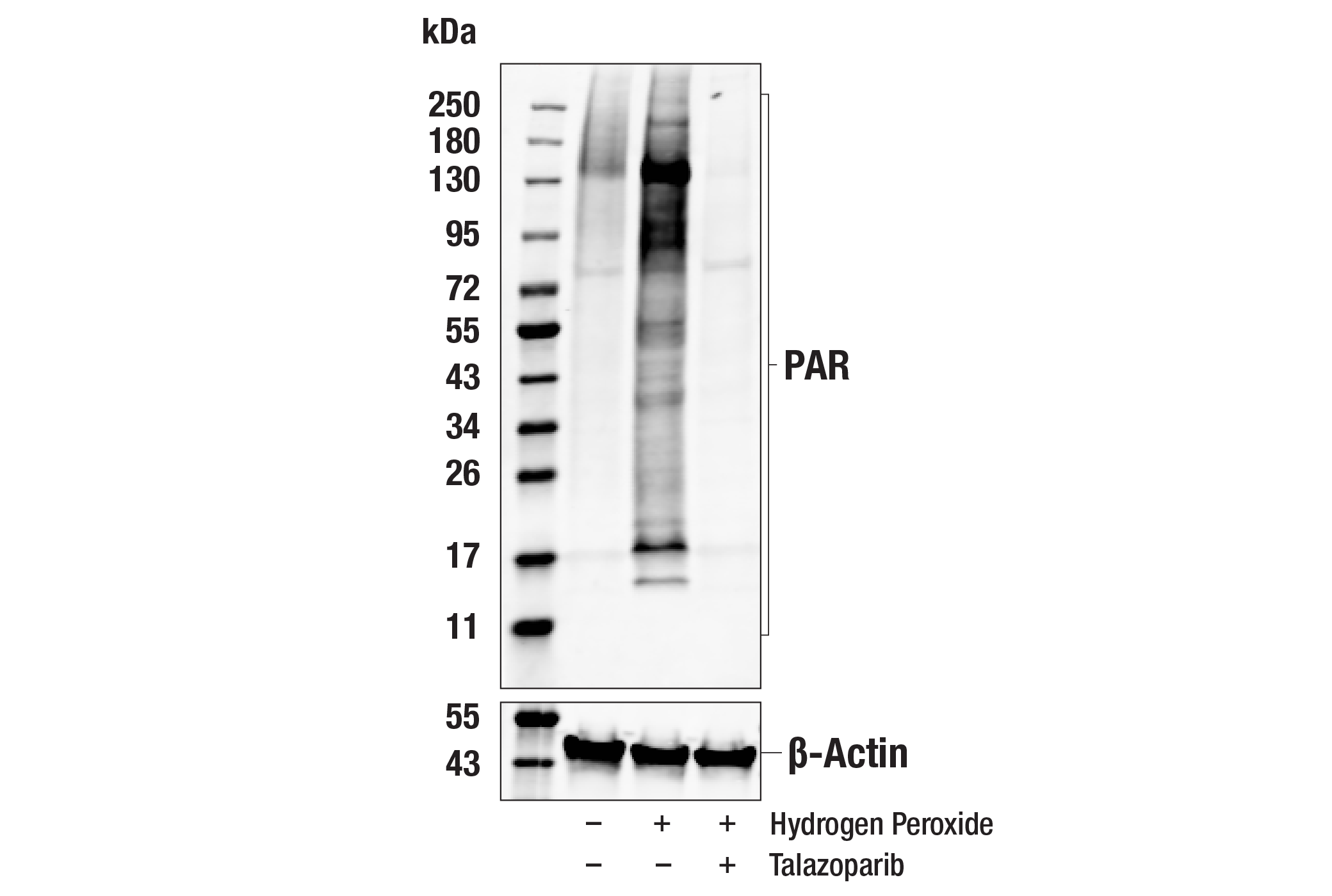 Western Blotting Image 1: Poly/Mono-ADP Ribose (D9P7Z) Rabbit mAb