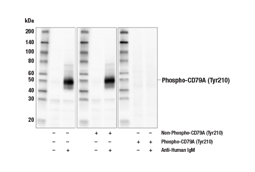 Western Blotting Image 2: Phospho-CD79A (Tyr210) (E8E9Z) Rabbit mAb