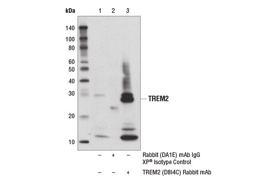  Image 30: TREM2-dependent mTOR Metabolic Fitness Antibody Sampler Kit