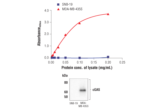  Image 1: FastScan™ Total cGAS ELISA Kit