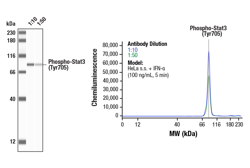 Western Blotting Image 2: Phospho-Stat3 (Tyr705) Antibody