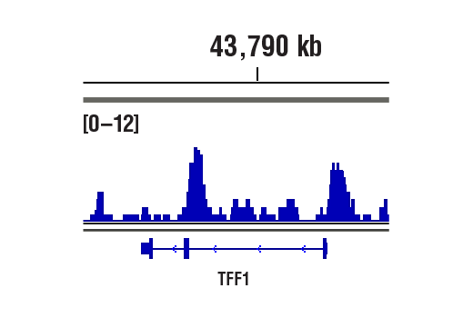 CUT and RUN Image 1: SMARCB1/BAF47 (D8M1X) Rabbit mAb