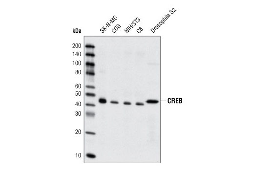  Image 17: Cannabinoid Receptor 1 Downstream Signaling Antibody Sampler Kit