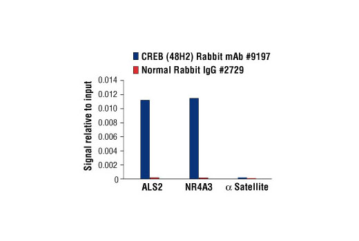 Chromatin Immunoprecipitation Image 1: CREB (48H2) Rabbit mAb