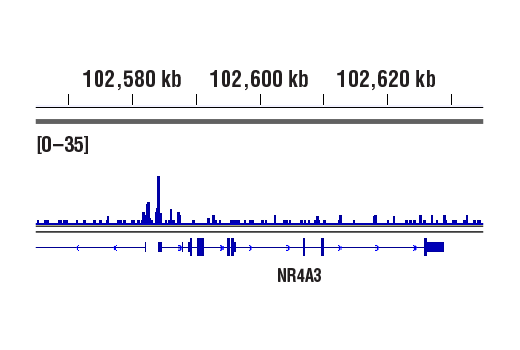  Image 72: Cannabinoid Receptor 1 Downstream Signaling Antibody Sampler Kit