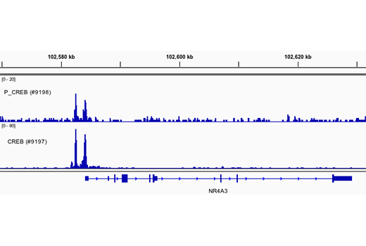  Image 68: Cannabinoid Receptor 1 Downstream Signaling Antibody Sampler Kit