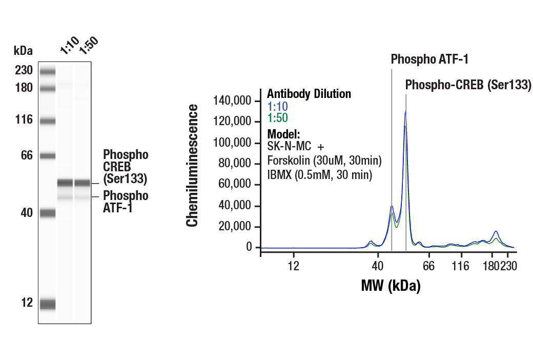  Image 8: Cannabinoid Receptor 1 Downstream Signaling Antibody Sampler Kit