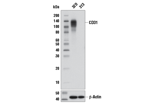 Western Blotting Image 1: CD31 (PECAM-1) (D8V9E) XP® Rabbit mAb (BSA and Azide Free)