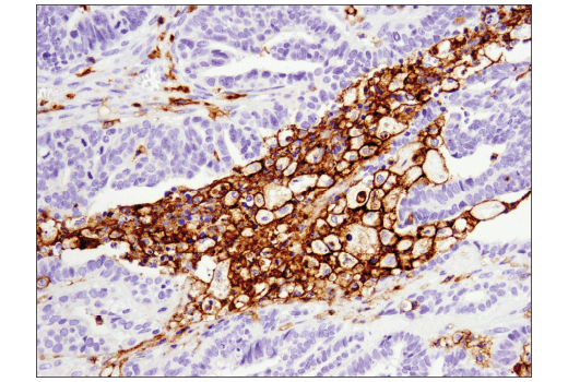 Immunohistochemistry Image 3: CD11c (D3V1E) XP® Rabbit mAb (BSA and Azide Free)