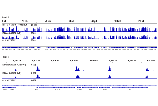 CUT and RUN Image 1: Concanavalin A Magnetic Beads and Activation Buffer