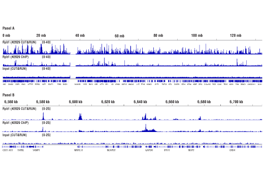 CUT and RUN Image 2: Concanavalin A Magnetic Beads and Activation Buffer