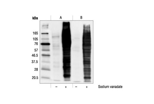 Western Blotting Image 1: Phospho-Tyrosine Mouse mAb (P-Tyr-100) (Biotinylated)