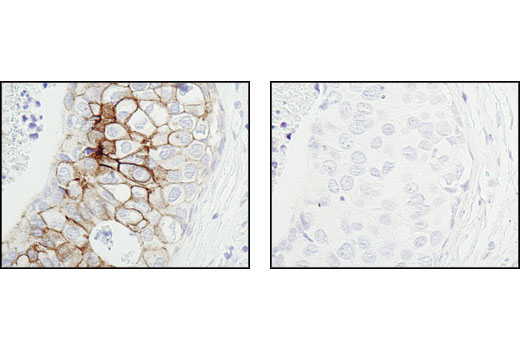 Immunohistochemistry Image 1: Phospho-Tyrosine Mouse mAb (P-Tyr-100) (Biotinylated)