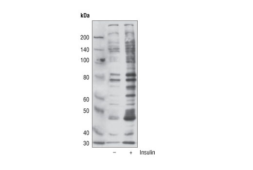 Western Blotting Image 3: Phospho-(Ser/Thr) Akt Substrate Antibody