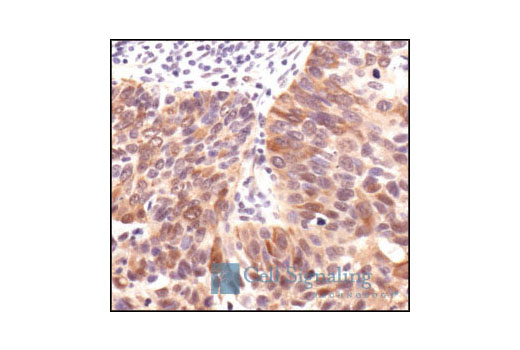 Immunohistochemistry Image 3: Phospho-(Ser/Thr) Akt Substrate Antibody