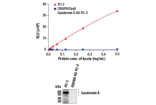  Image 1: PathScan® RP Total Gasdermin D Chemiluminescent Sandwich ELISA Kit