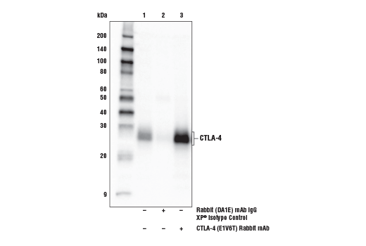  Image 21: Human Exhausted T Cell Antibody Sampler Kit