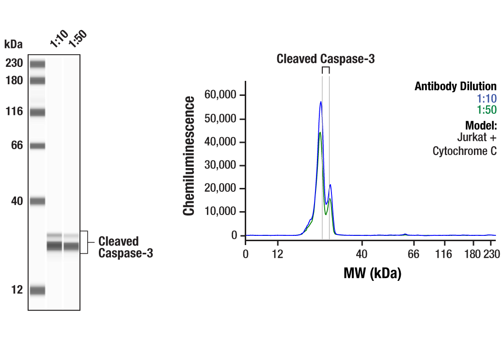  Image 4: Apoptosis Antibody Sampler Kit