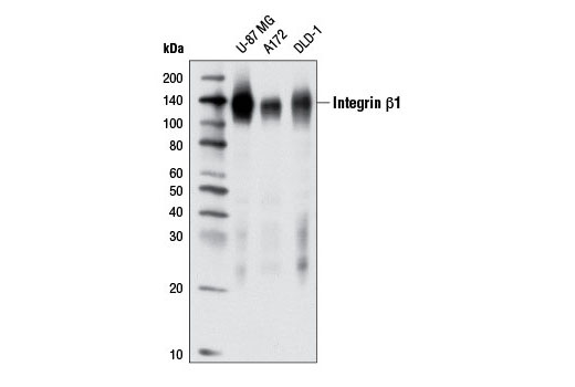  Image 8: Integrin Antibody Sampler Kit