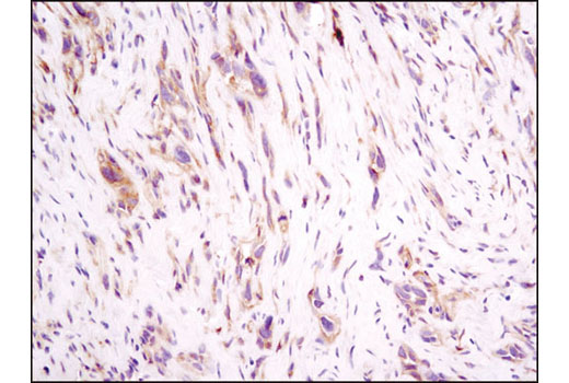  Image 13: Integrin Antibody Sampler Kit