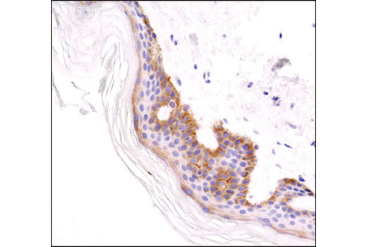  Image 22: Integrin Antibody Sampler Kit