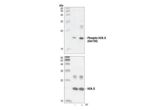  Image 3: PhosphoPlus® Histone H2A.X (Ser139) Antibody Duet