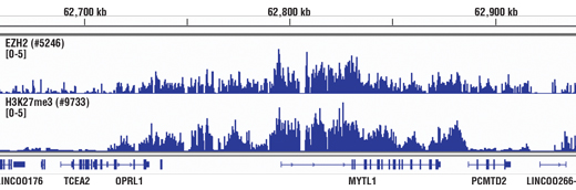  Image 26: Methyl-Histone H3 (Lys27) Antibody Sampler Kit