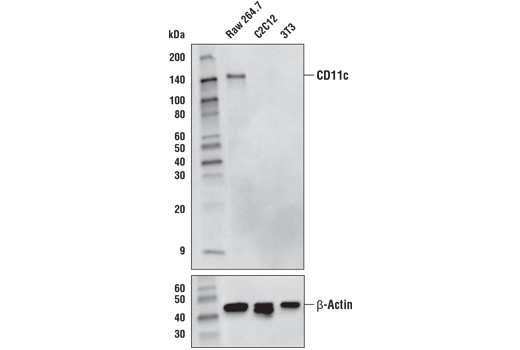 Western Blotting Image 1: CD11c (D1V9Y) Rabbit mAb