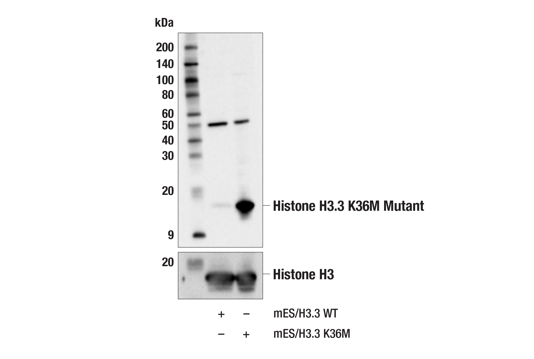 Western Blotting Image 1: Histone H3 (K36M Mutant Specific) (E8N1L) Rabbit mAb